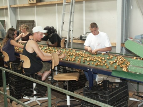 Sizing the Tulips